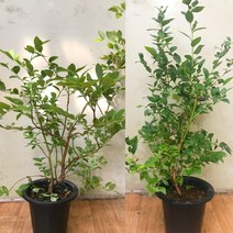 블루베리묘목 5년생 블루베리나무 과일나무, 1개