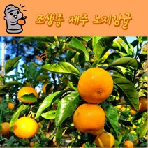 유메이루리 제주 조생종 새콤달콤 노지감귤, 로얄과(2S~M) 5kg 60~80과