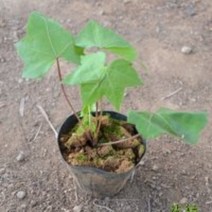 벌나무 묘목 5주 (50cm 이상 )