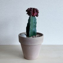 흑목단 자목단 선인장 [검정/빨강] 이태리토분 세트