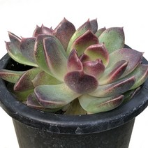 푸시케-에케베리아/매혹의창/반려식물/다육식물, 1개