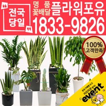 개업화분 인테리어식물 배송 떡갈나무 대엽홍콩 뱅갈고무나무 관음죽 알로카시아 소철 극락조 만냥금 무늬벤자민 파키라 당일, (선택58)아가베