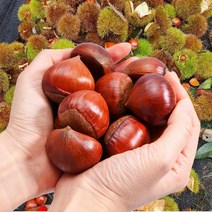 [착한 밤] 공주 특대 밤 햇밤 알밤 약단밤 최고의 간식, 특대 1kg, 1개