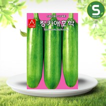 솔림텃밭몰 애호박씨앗 30립 킹카애호박 호박씨앗 다수확종