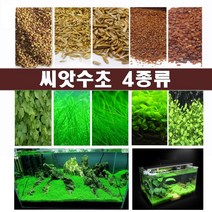 수초 씨앗수초 수초씨앗 전경수초 4종, 2번
