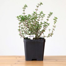 레몬타임 식용허브 화분, 1개