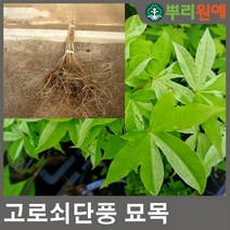 고로쇠나무 고로수나무 고로쇠묘목 고로수나무 2년생포트묘목 3그루