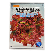만홍포찹 여름 상추 씨앗 7g 엽색이 진한 만추대 적축면 꽃상추 고온기 재배가능 품종
