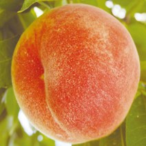 묘목/ 백도 복숭아 경봉/접목 1년/2주 KJ266