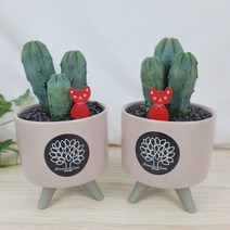 플라워앤곰_1+1_[용신목/미니삼발이], 03_라이트샐몬+라이트샐몬