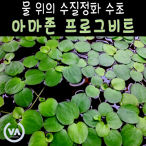 [비바소녀] 아마존 프로그비트 (5뿌리) / 수질정화 부상수초