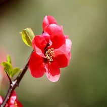 충주원예조경/명자나무/1m/개화주, 주