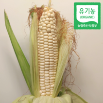 강원도 홍천 유기농 찰옥수수 10개 20개 30개, 유기농홍천옥수수_30개