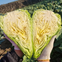 제주 꼬깔양배추 고깔양배추 3kg 당일수확 농장직송, 7kg