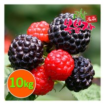 [고창황토배기] [고창특산물] 명품 고창 복분자 생과 로얄특상품 10kg (급냉), 상세 설명 참조, 상세 설명 참조