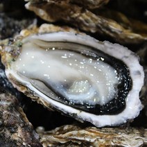 산지직송 바다의땅 통영 싱싱 석화 굴 구이용 찜용 3kg 5kg 10kg, 1개