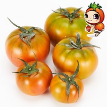 [당일수확_농장직송] 최상급 짭짤이 대저 토마토 2.5kg 로얄과 크기, 대저 토마토 2.5kg(소과_B등급_20~40개)