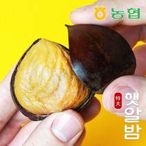 프레시데이 [농협] 토실토실 햇밤 순창 알밤 특대 5kg (제수용), 1