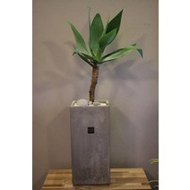 [개업선물/인테리어화분]아가베 아테누아타