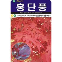 무가을이면 떠오르는 대표적인 붉은색의 단풍나무 홍단풍 씨앗 100립
