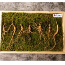 [산삼이야기] 산양삼 산삼 산양산삼 장뇌삼 가정의달 어버이날 부모님선물 지인선물 추천 원기회복 년수선택 자연산 산삼 야생삼 명절선물 선물추천 산지직송 고급포장, 8년근 10뿌리