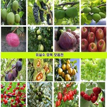 과일나무 묘목 대봉감나무 대추 매실 사과 체리 복숭아 자두 살구 배 포도 왕오디 밤 아로니아 블루베리 석류 복분자 왕보리수 앵두나무 모과 무화과 호두 칼슘나무 미니사과, 홍매실2년생