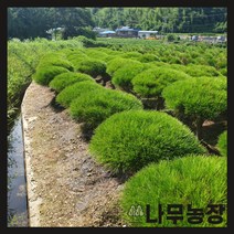 (나무농장) 반송 폭30~40cm 내외 분