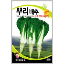 뿌리 배추 씨앗 종자 채소 씨 토종 재래종 2000알