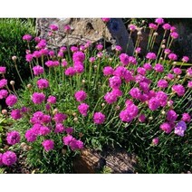 귀여운 꽃볼 아르메리아종자 핑크 20립 가드닝 야생화꽃씨 절화 화분키우기