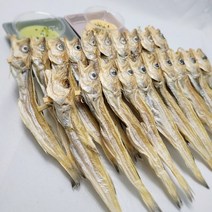 [인생건어물]지방태 대구 줄노가리 100미, 줄노가리 160급 100미, 1개