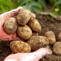 [착한식탁] 포슬포슬 감자 5kg 특, 상세 설명 참조, 상세 설명 참조