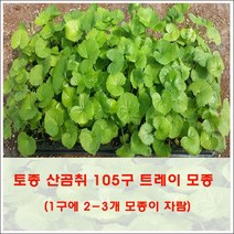 곰취모종 (토종 산곰취) 105구 트레이모종 판매, <곰취모종 1판>” class=”wr-img”></a></div>
</div>
</div>
</div>
<div class=
