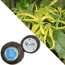 늘향 늘향 깊은향과 상쾌함을 전하는 일랑일랑향 항아리캔들 (2737173), 1호 빨강