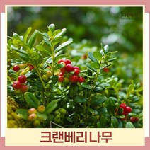 크랜베리나무 묘목 삽목3년생 포트묘 1개
