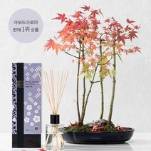 아보드아로마 AK진저릴리, 1개, 220ml