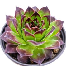 능견바위솔 예쁜 다육 랜덤, 단품, 1개