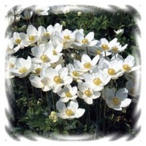 [꽃모종]아네모네(바람꽃) : 9cm분, 화이트