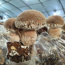 산지직송 당일발송 친환경 무농약 송화고버섯 송고버섯 송향버섯 선물용 1kg, 송화고버섯 가정형1kg