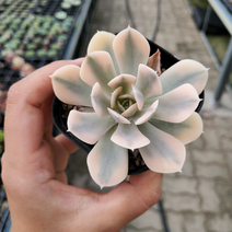 가홈플라워 마케베니아금 수입 고급다육