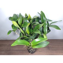 [나랑너랑꽃]덴로비움 - 스페시오섬 (17cm 포트 대명석곡﻿ 꽃대 2개)