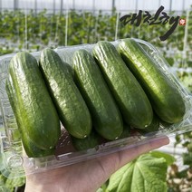피콜리노 미니오이 750g(10~12개), 750g(10~12개입), 1개