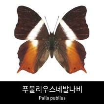 푸불리우스네발나비표본 Palla publius