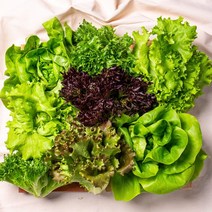 친환경 무농약 유럽 샐러드 채소 1kg 특품 모듬쌈 야채 4-6종, 최상급 유럽샐러드 1kg(4-6종)