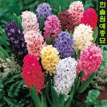 히아신스 구근 히야신스 가을 추식 알뿌리, 02. 집시 프린세스 3구