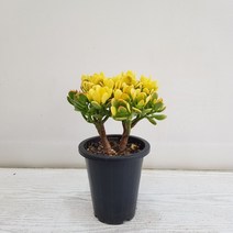 온누리농원 염좌금