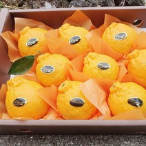 제주 한라봉 산지직송 가정용 고급 선물용 설선물 한라봉선물세트, 가정용 한라봉 2kg(5-10과)
