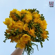 (로라네팜) 농장직송 프리지아 유칼립투스 후리지아 생화꽃다발 꽃배달 1단 5단