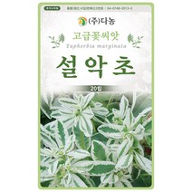 조개꽃 50립 - 야생화 씨앗 꽃씨 씨 꽃씨앗 야생화씨앗 고급꽃씨 고급꽃씨앗 조개꽃씨앗 조개꽃씨, 08_다농_설악초(20립)