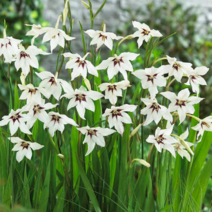 [나은식물원]19.[글라디올러스] 무리엘라에-10구