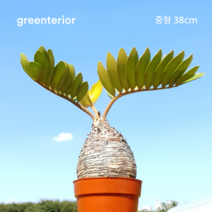 그린테리어 멕시코 소철 크기별 5종 특대형 65cm/대형 60cm/중대형 45cm/중대형 43cm/중형38cm, 중형 38cm